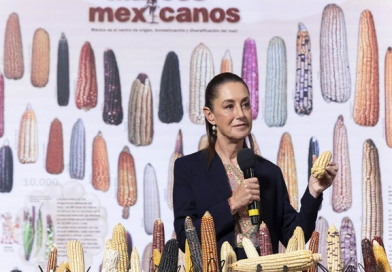 Programa «Sin Maíz, No Hay País» impulsa la producción de maíz nativo: Presidenta Claudia Sheinbaum / @Claudiashein @GobiernoMX >>>